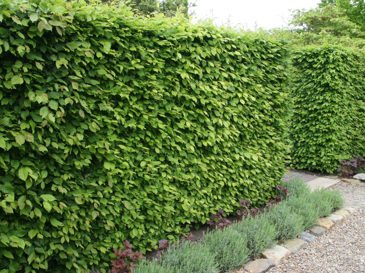 Ирга колосистая изгородь