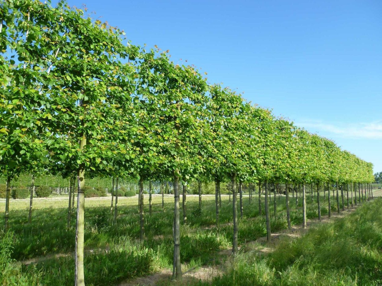 Липа европейская Паллида