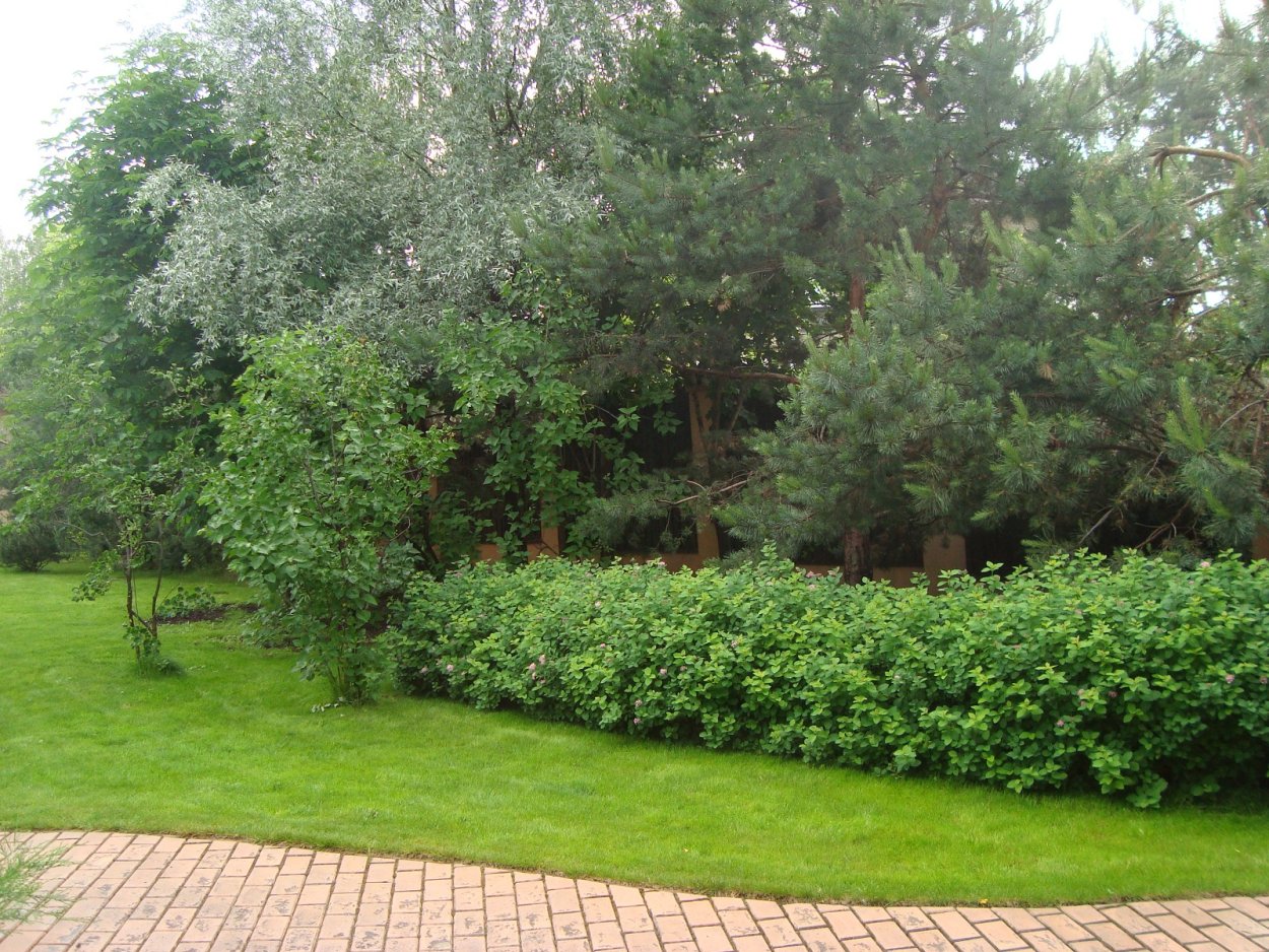 Ирга Ламарка вдоль забора