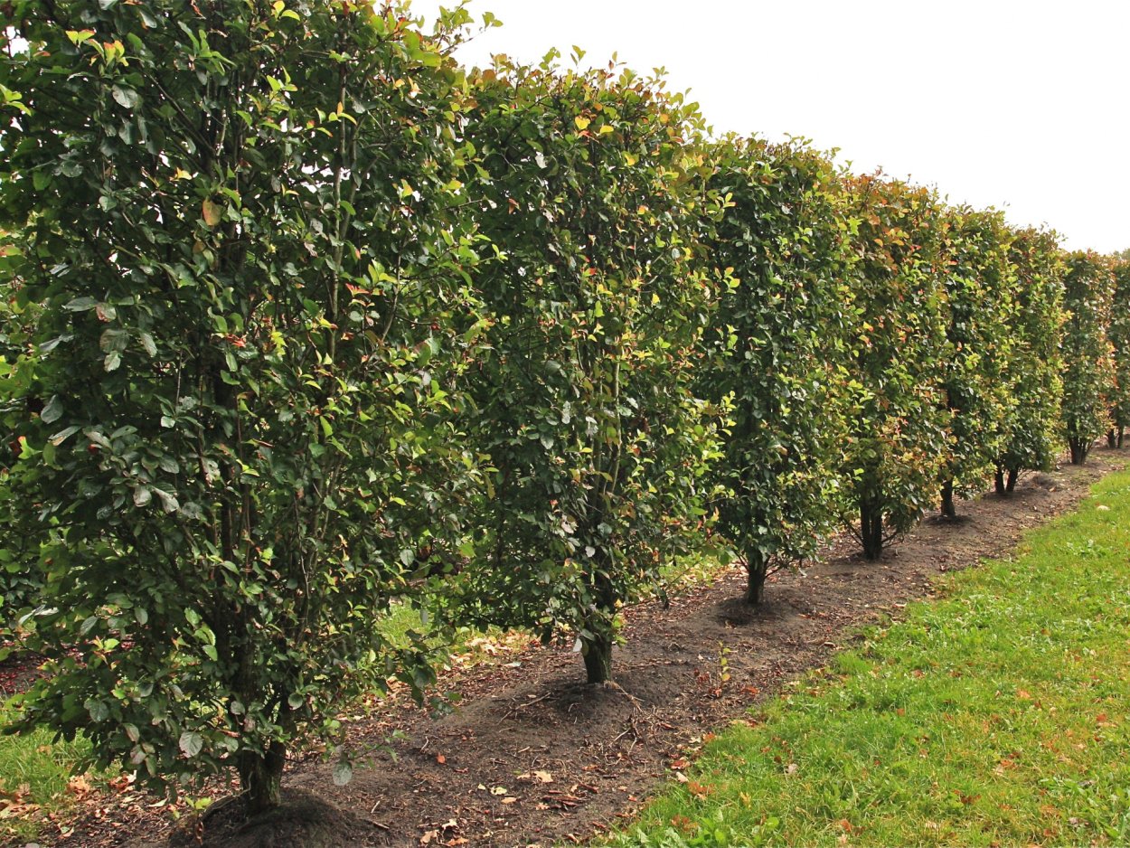 Ирга Ламарка Живая изгородь