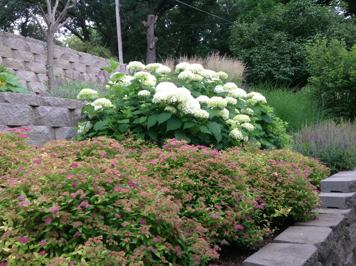 Гортензия и спирея японская