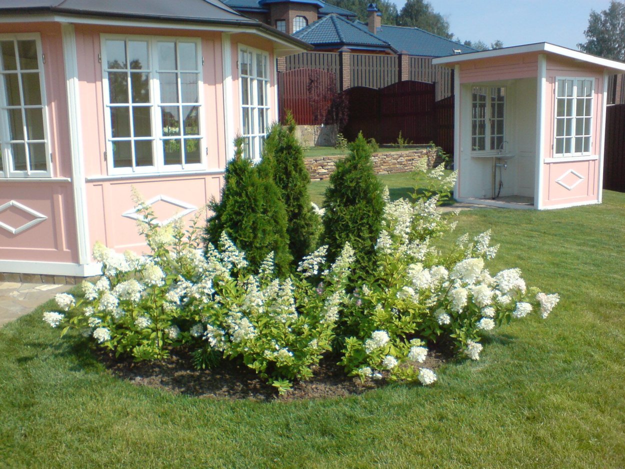 Гортензия ампельная в ландшафтном