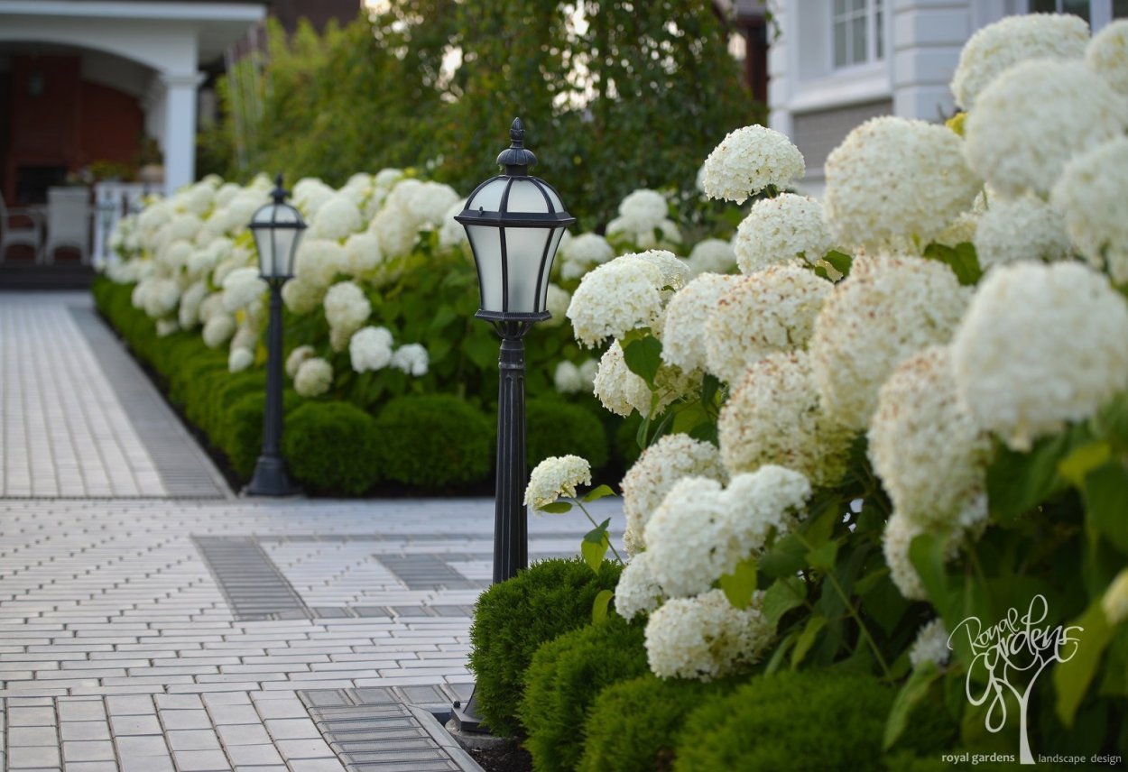 Гортензия,Хоста, туя Даника