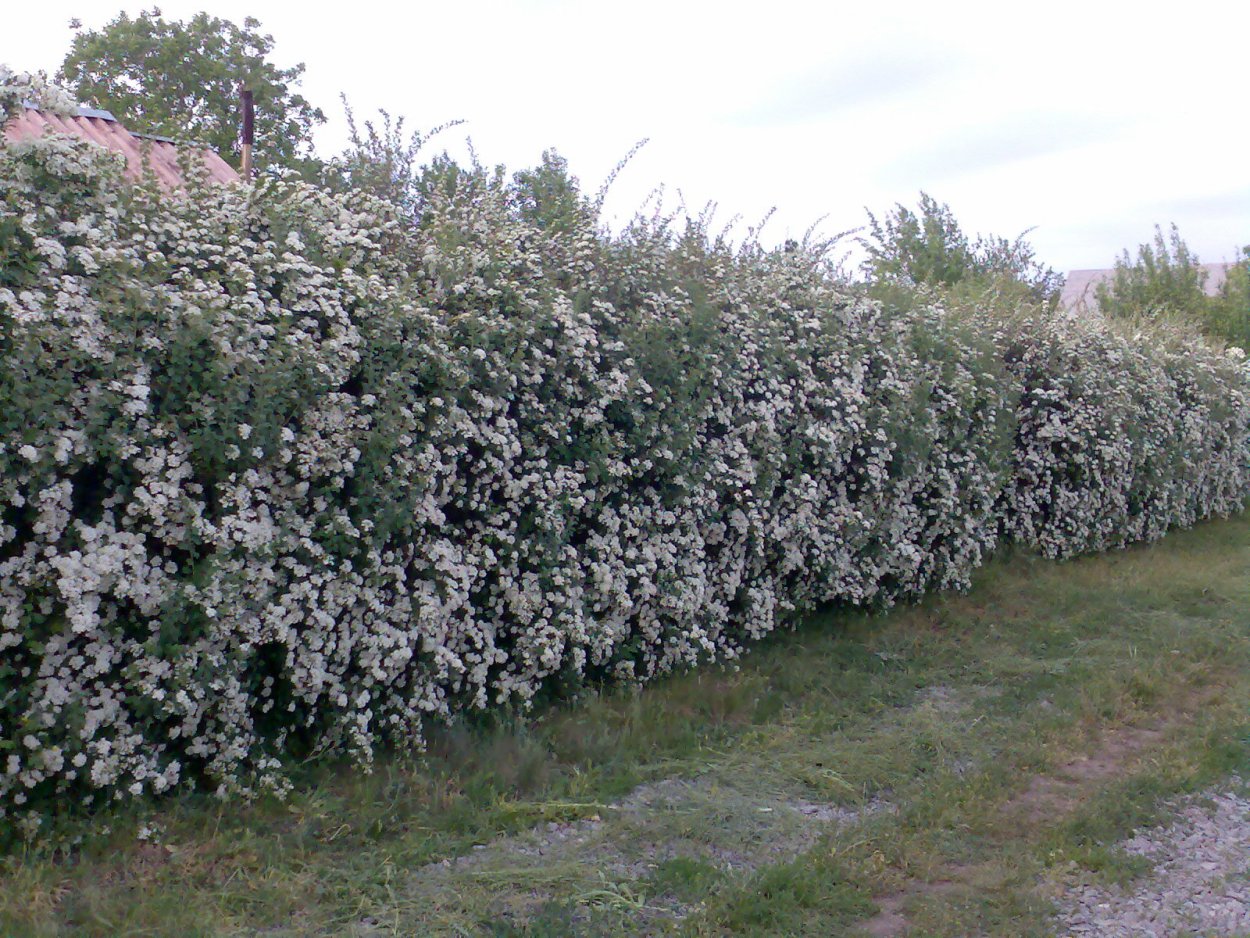 Ирга и спирея