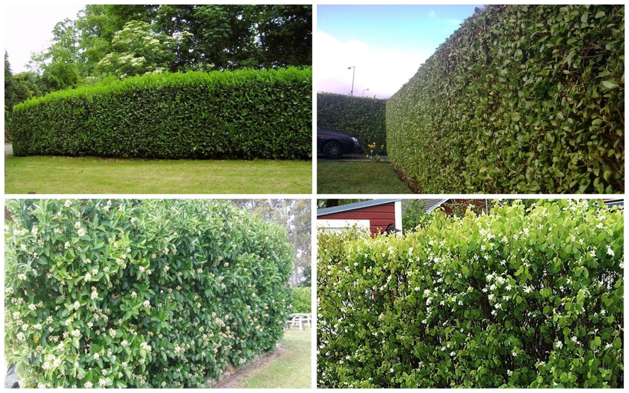 Бирючина самшитовидная