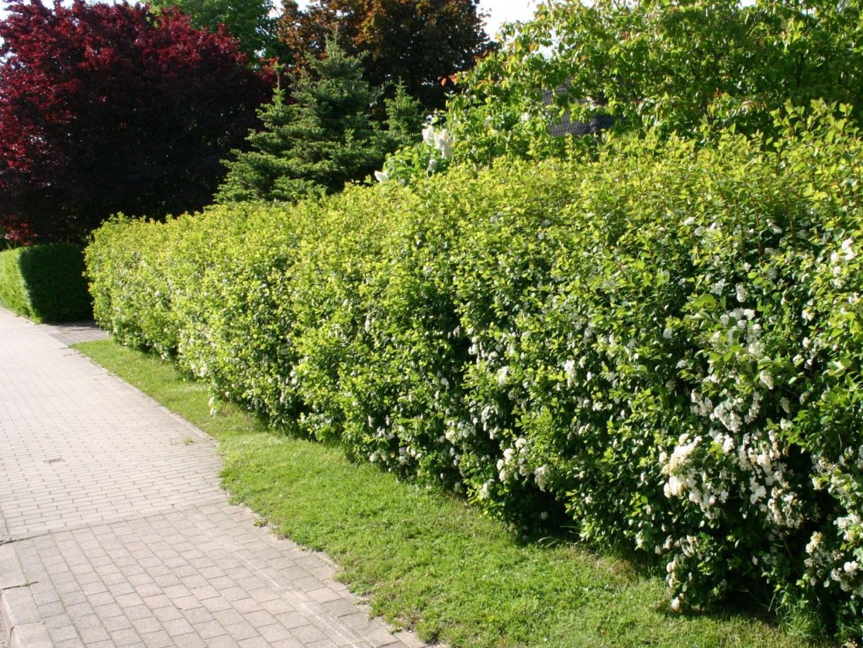 Снежноягодник спирея Вангутта