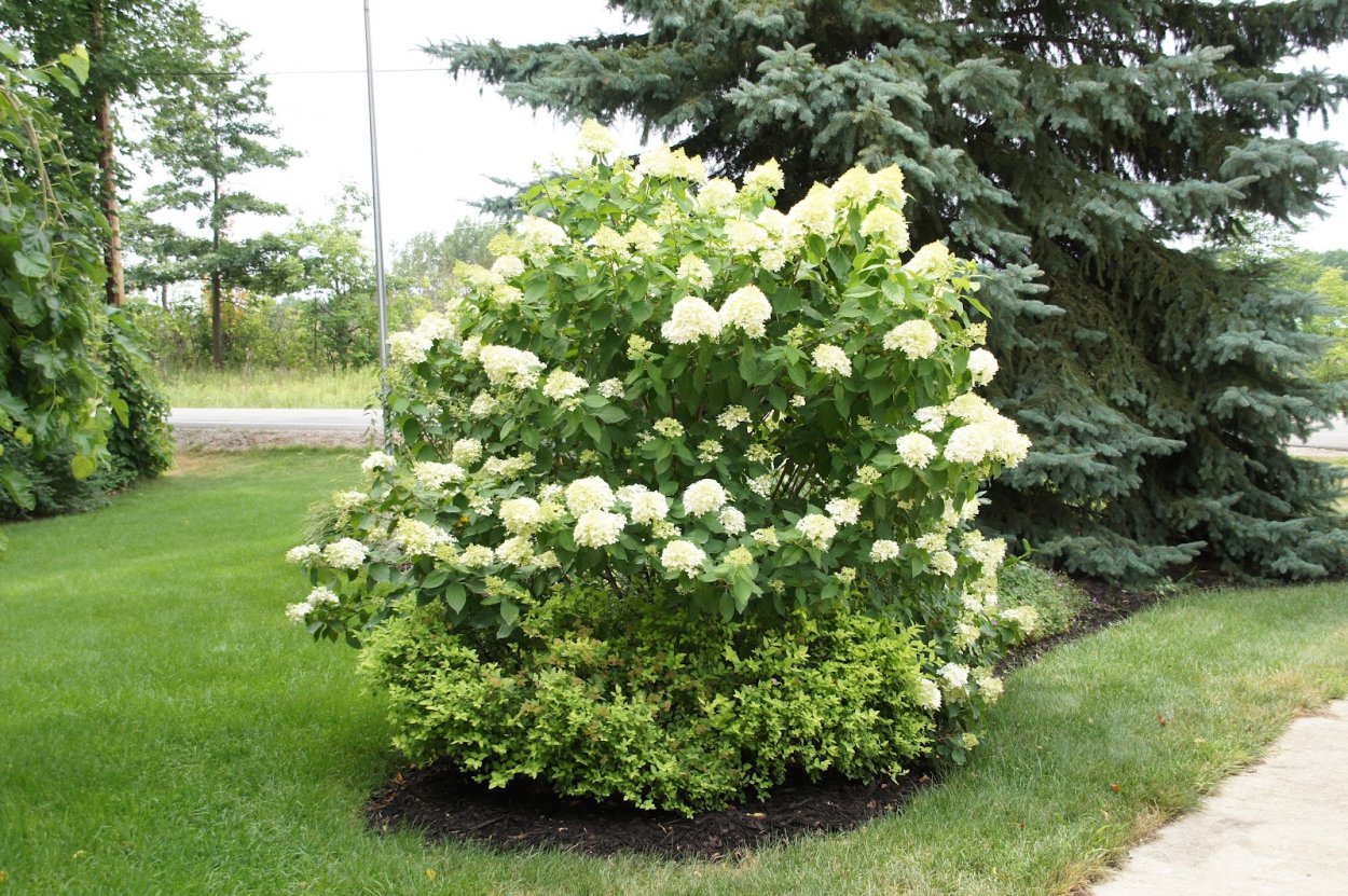 Миксбордер с дереном и гортензией