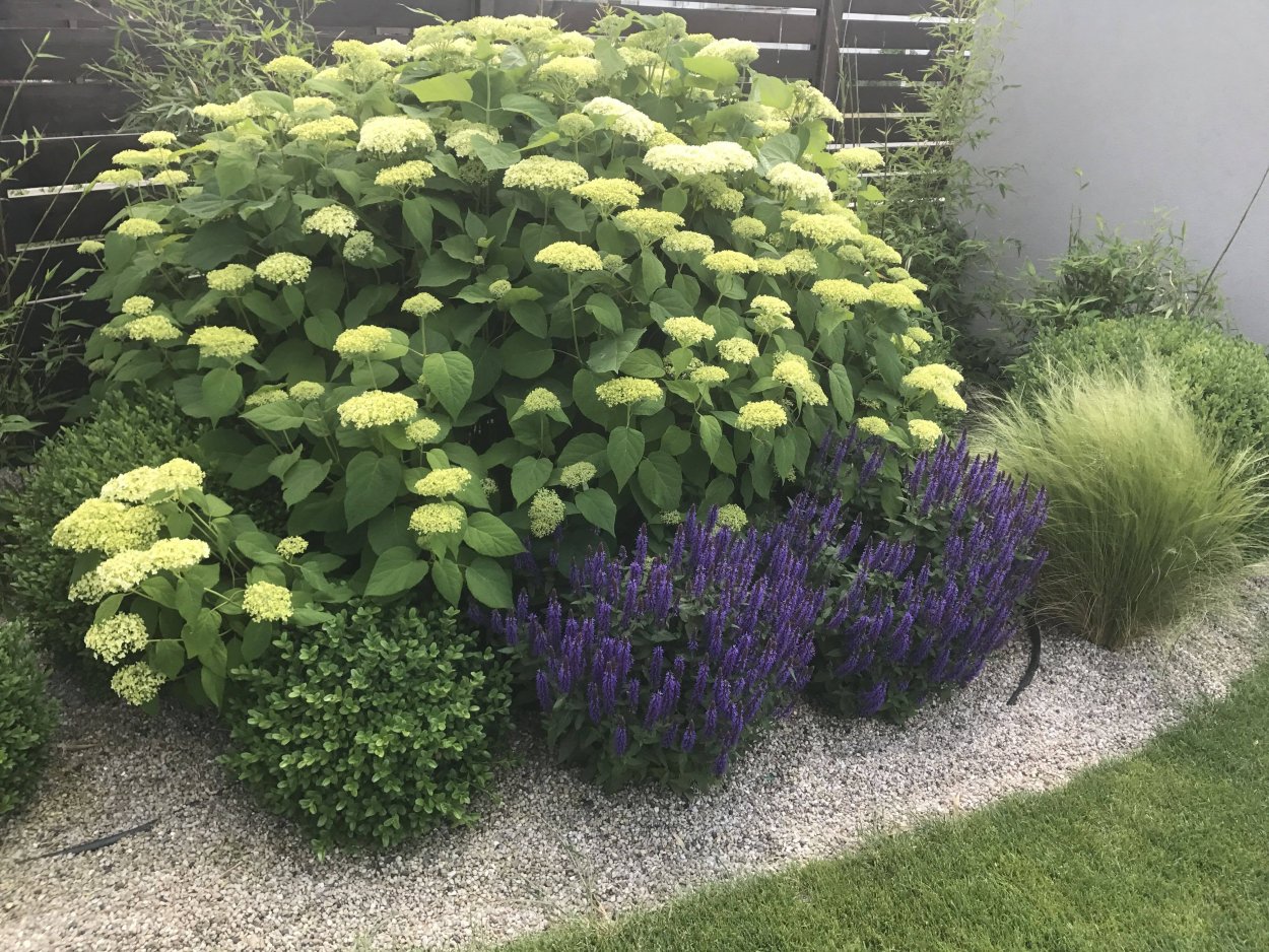 Гортензия Лаймлайт Живая изгородь