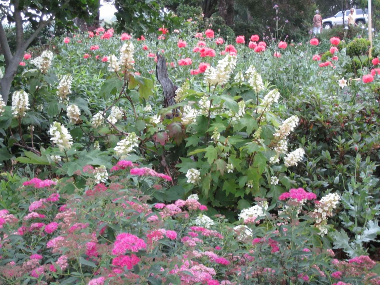 Спирея Лаймлайт