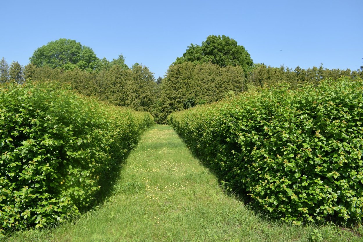 Боярышник сливолистный Живая изгородь