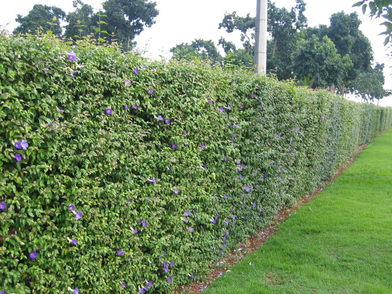 Голубика Садовая Живая изгородь