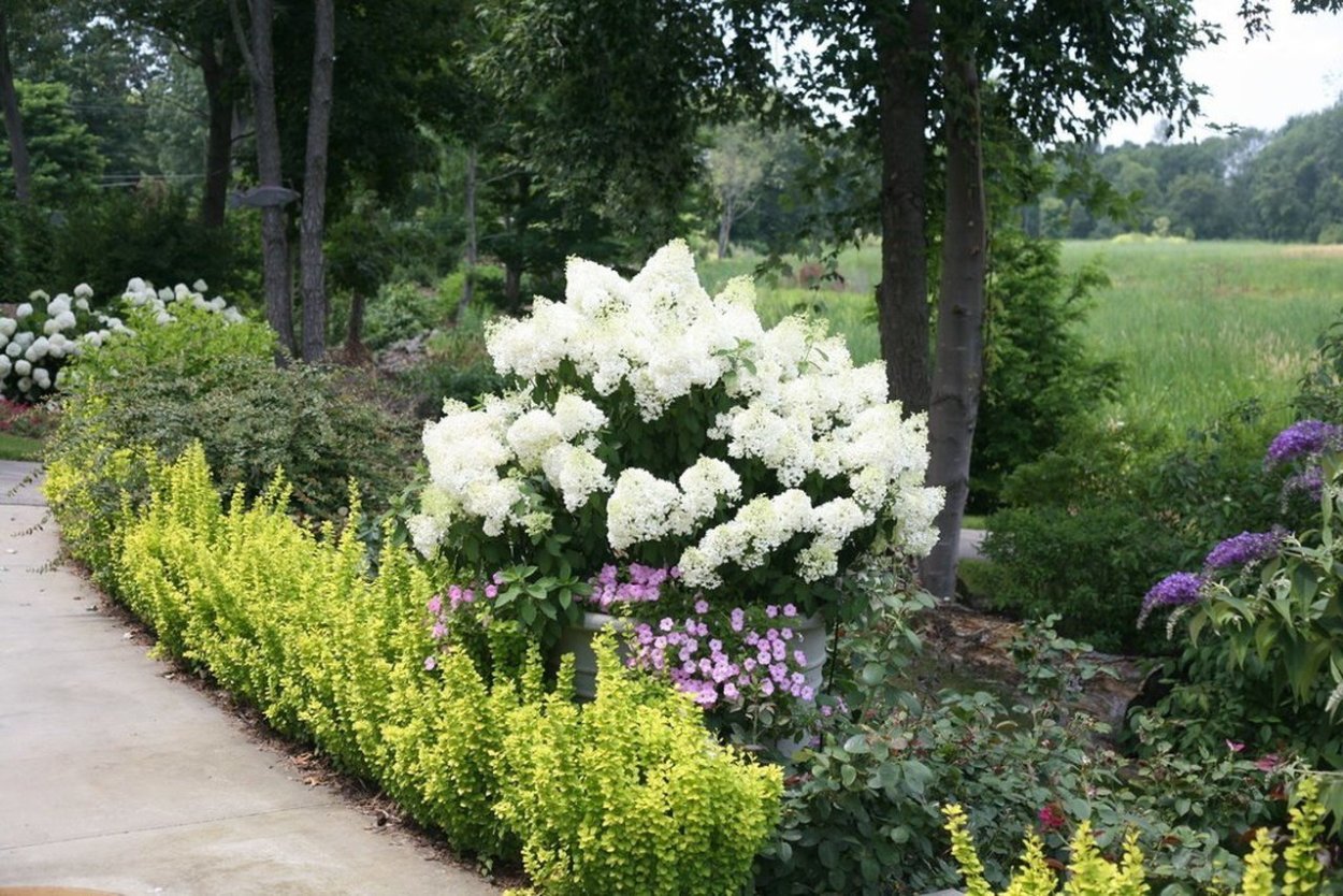 Гортензия Ванилла Фрейз компаньоны хвойные