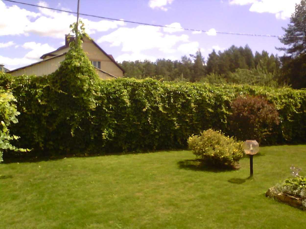 Ирга Ламарка Живая изгородь