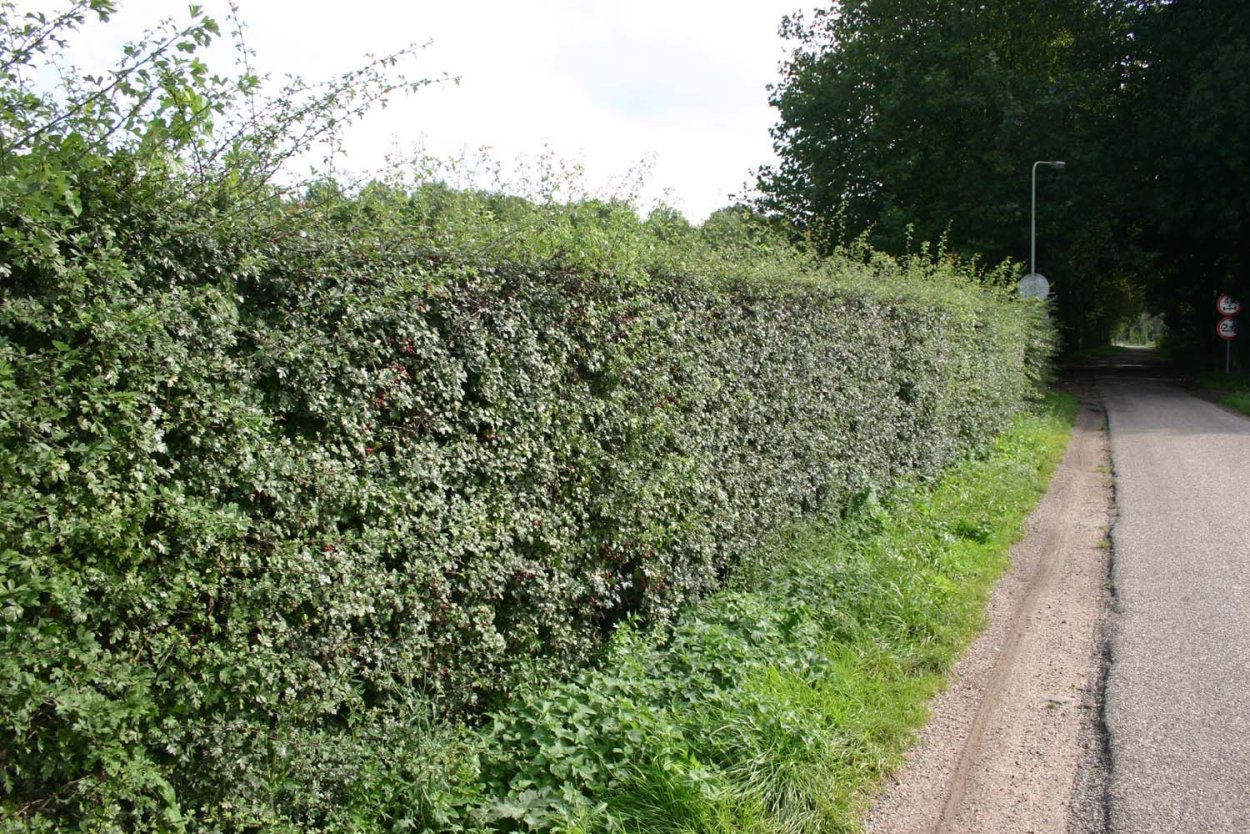 Живая изгородь кизильник липа