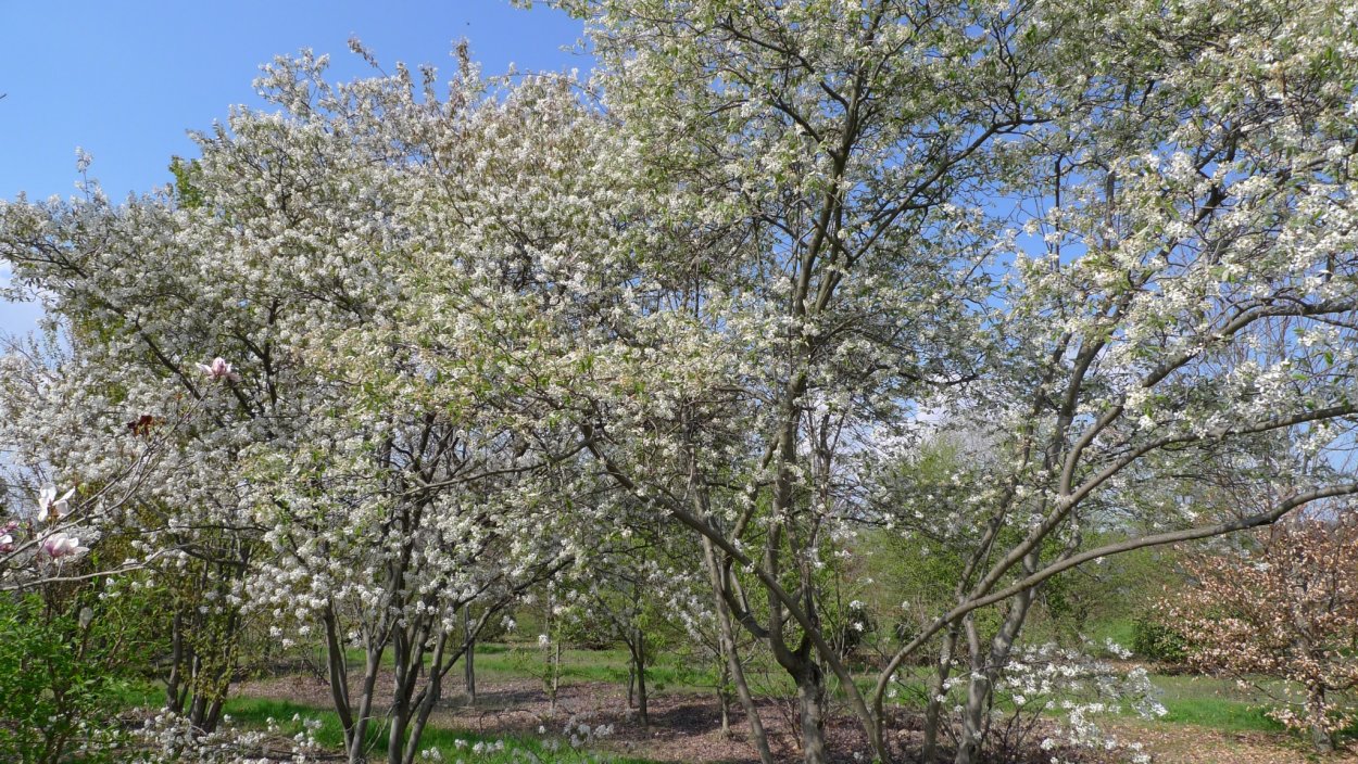 Ирга канадская Ламарка Живая изгородь