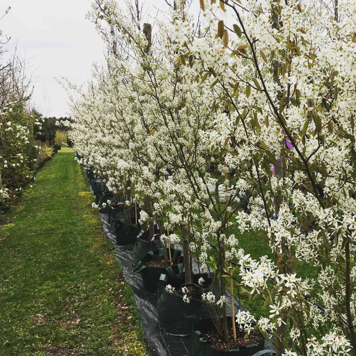 Ирга канадская Ламарка Живая изгородь