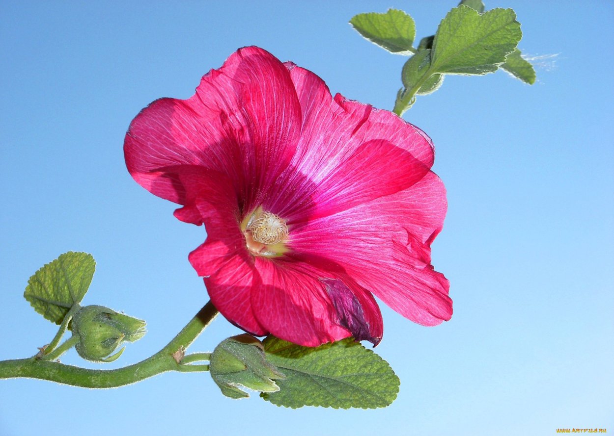 Синие лепестки роз