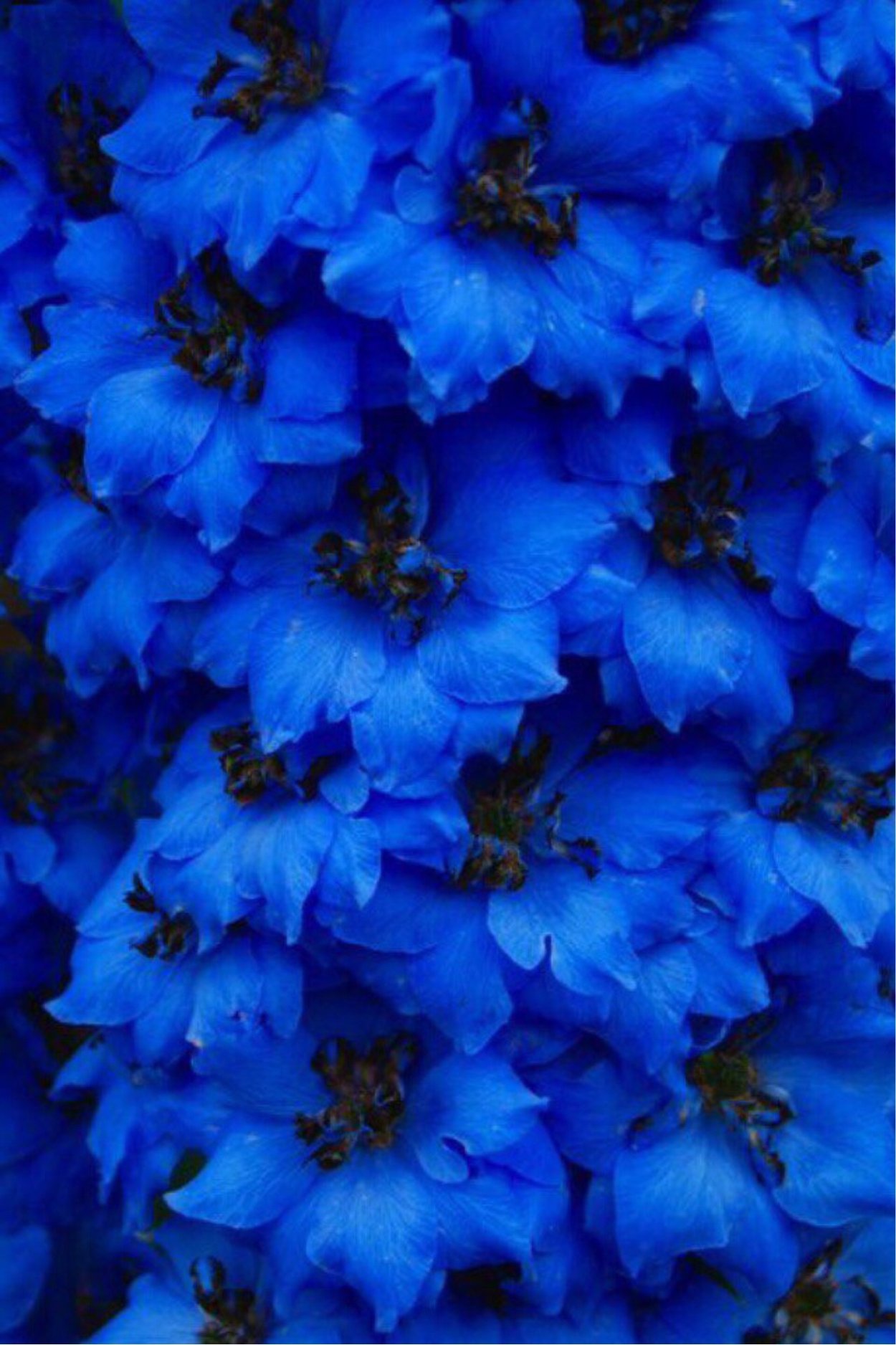 Мальва голубая