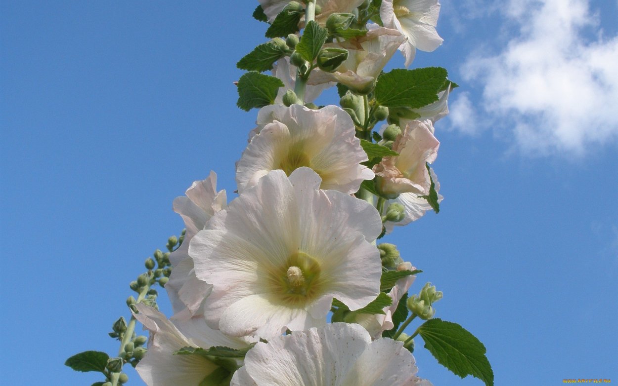 Мальва Нигра