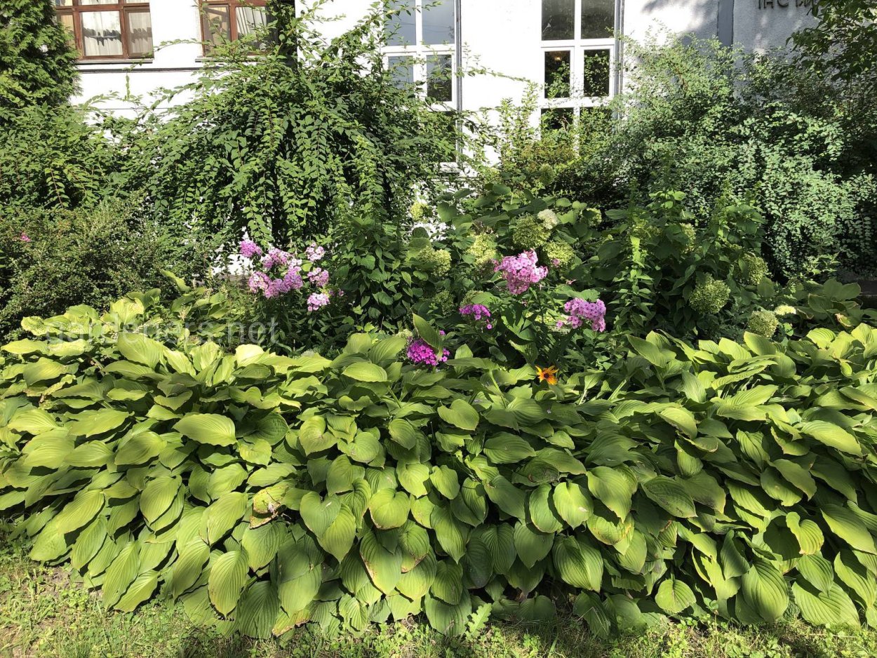 Гортензия Анабель Живая изгородь