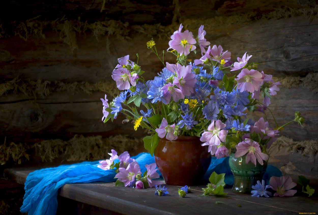 Мальва чай свойства