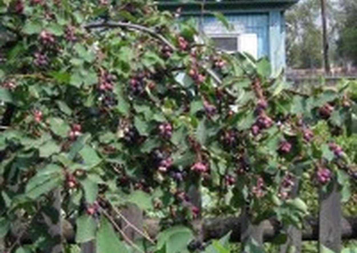 Ирга Живая изгородь из ирги