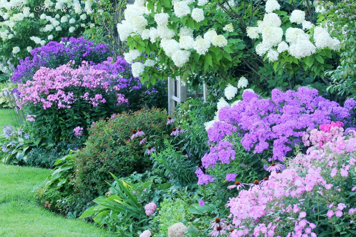 Спирея Лаймлайт