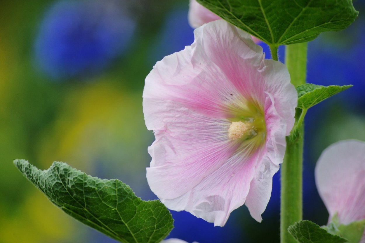 Фиолетовые растения