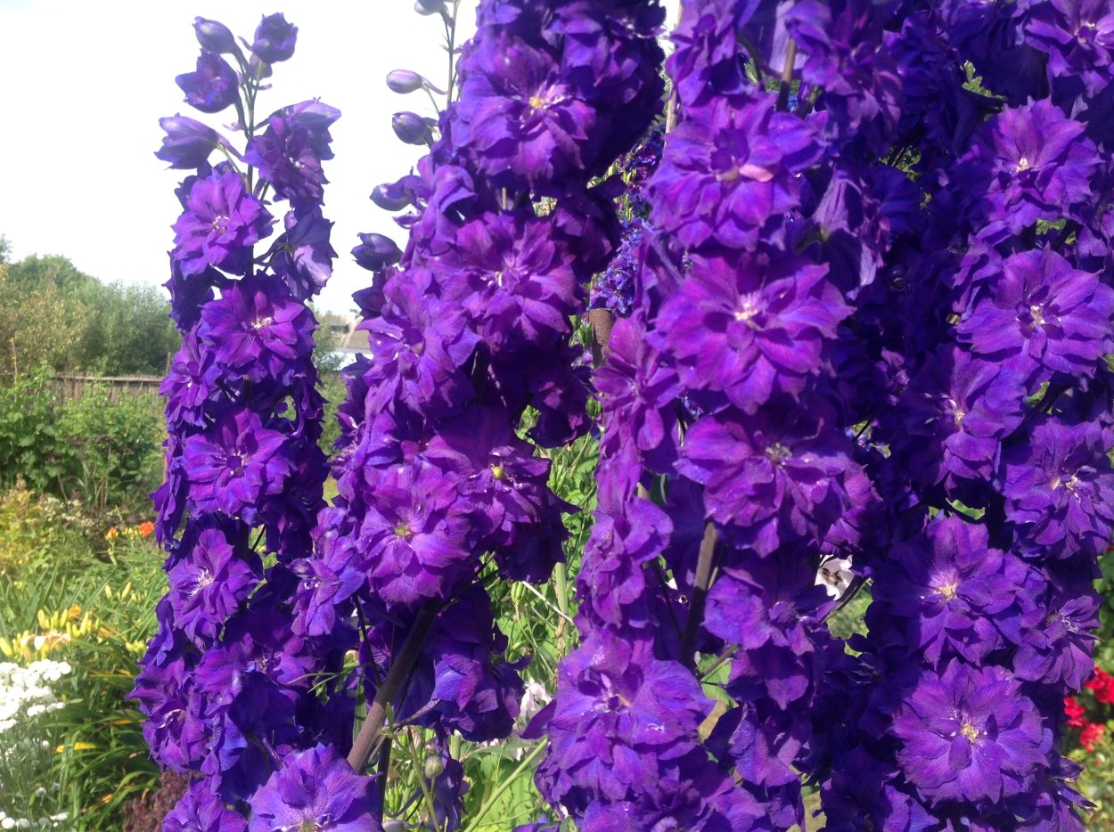 Мальвы художника Игоря Белковского