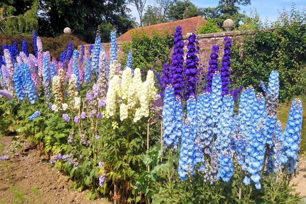 Мальва рисунок