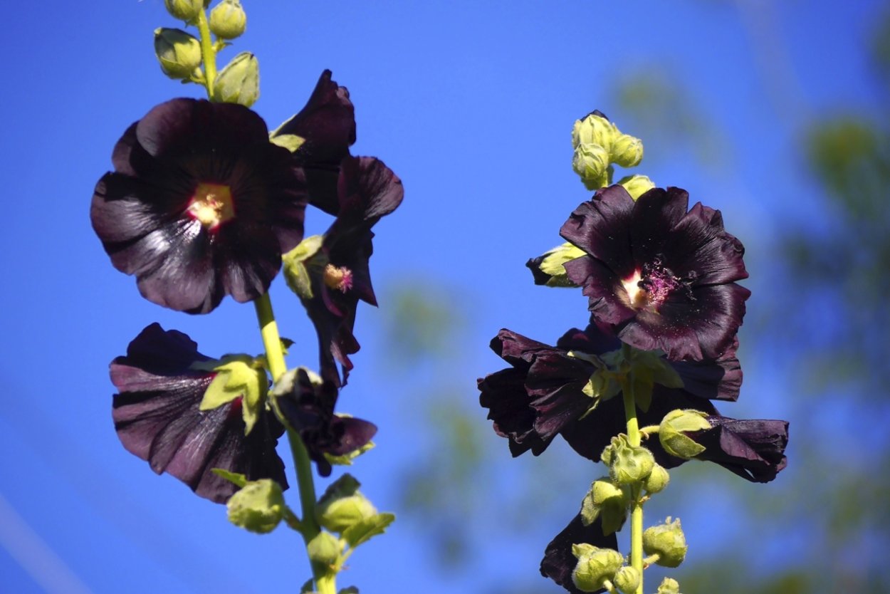 Мальва Мавритана