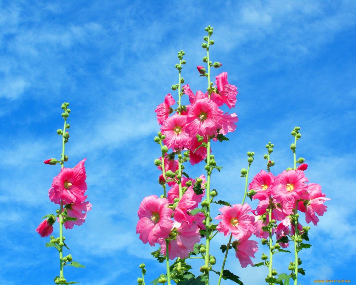 Мальва пурпурная