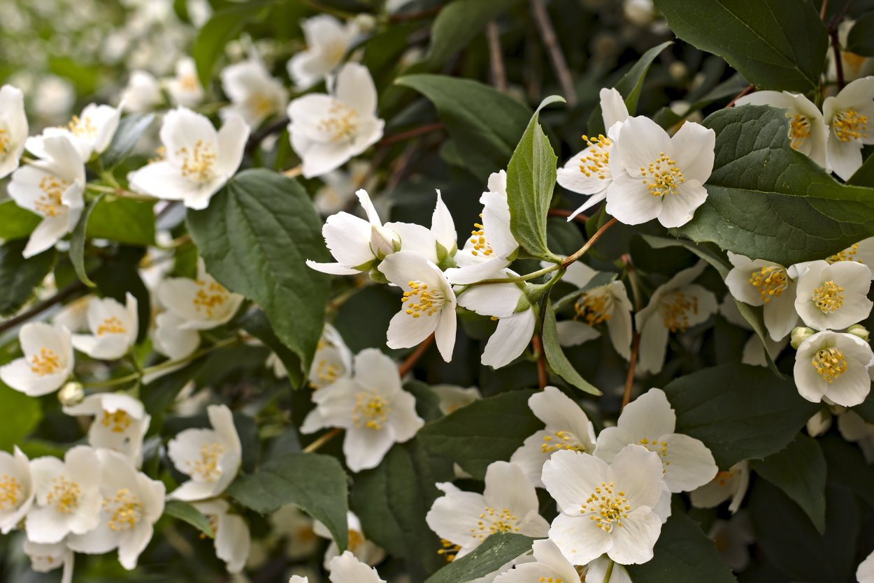 Жасмин Королевский