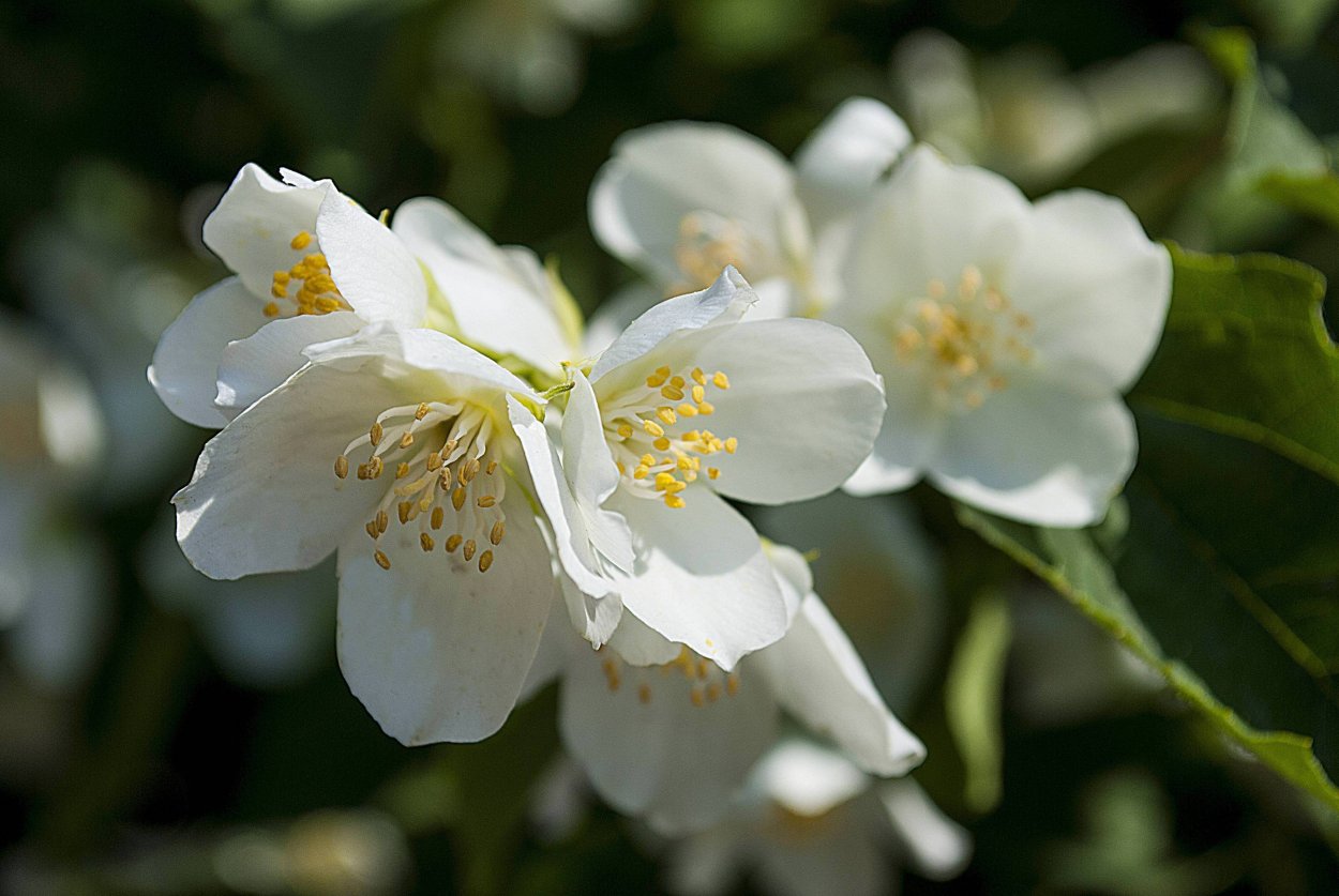 Современные принцессы Диснея Жасмин