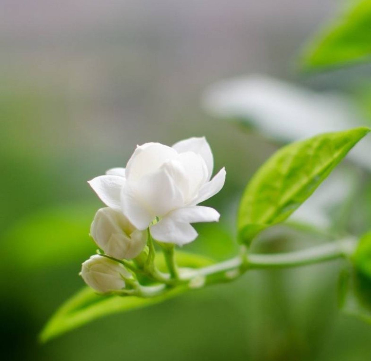 Гардения jasminoides