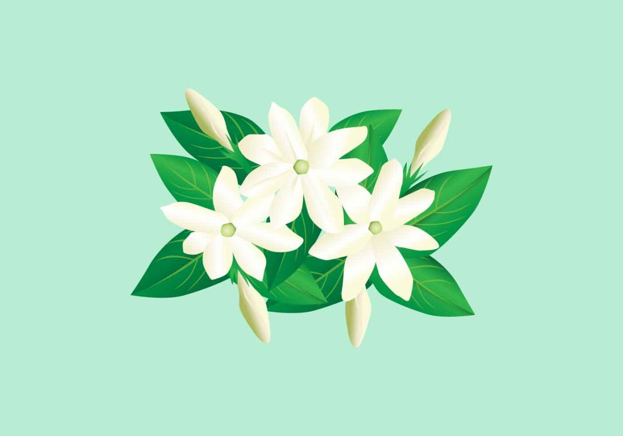 Черный Жасмин цветок