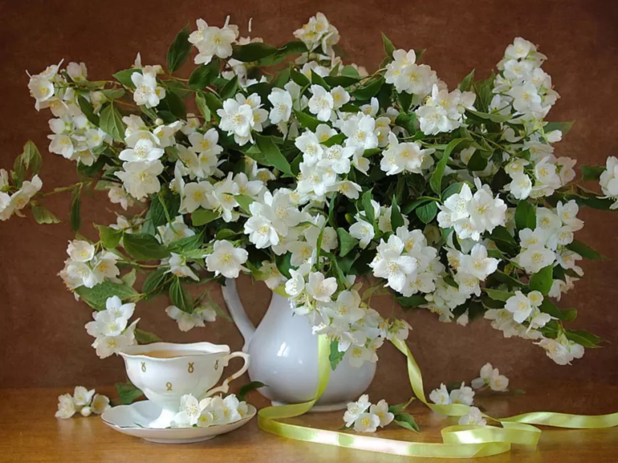 Жасмин вечнозеленый кустарник