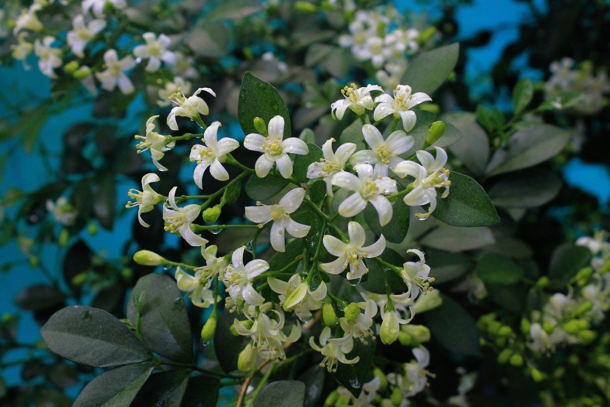 Маслиновые растения Жасмин