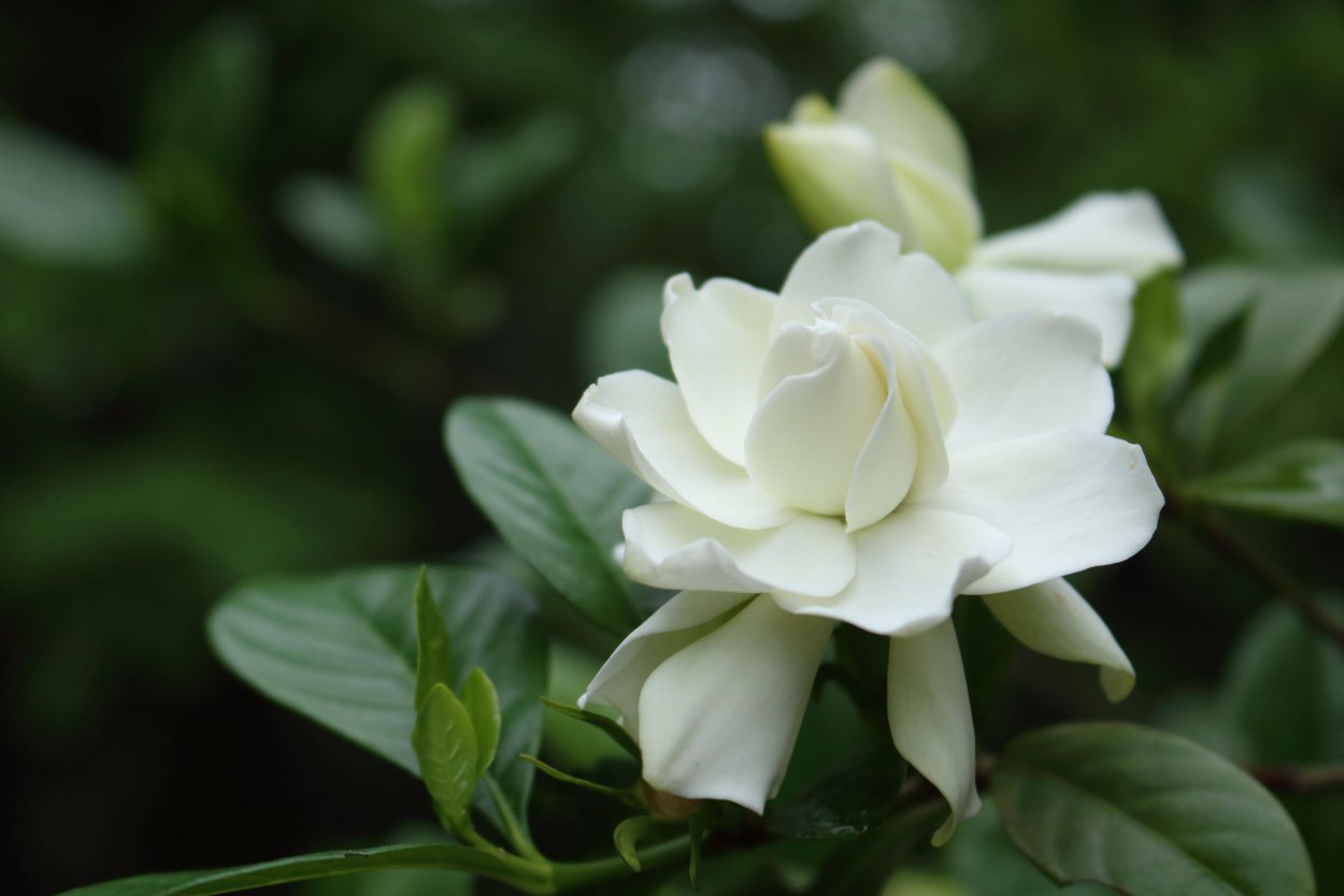 Жасмин лекарственный Jasminum officinale