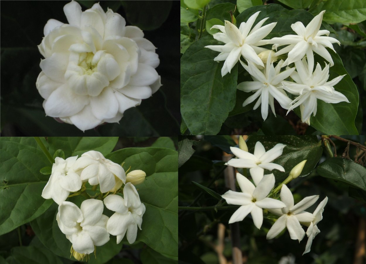 Чашка чая с жасмином