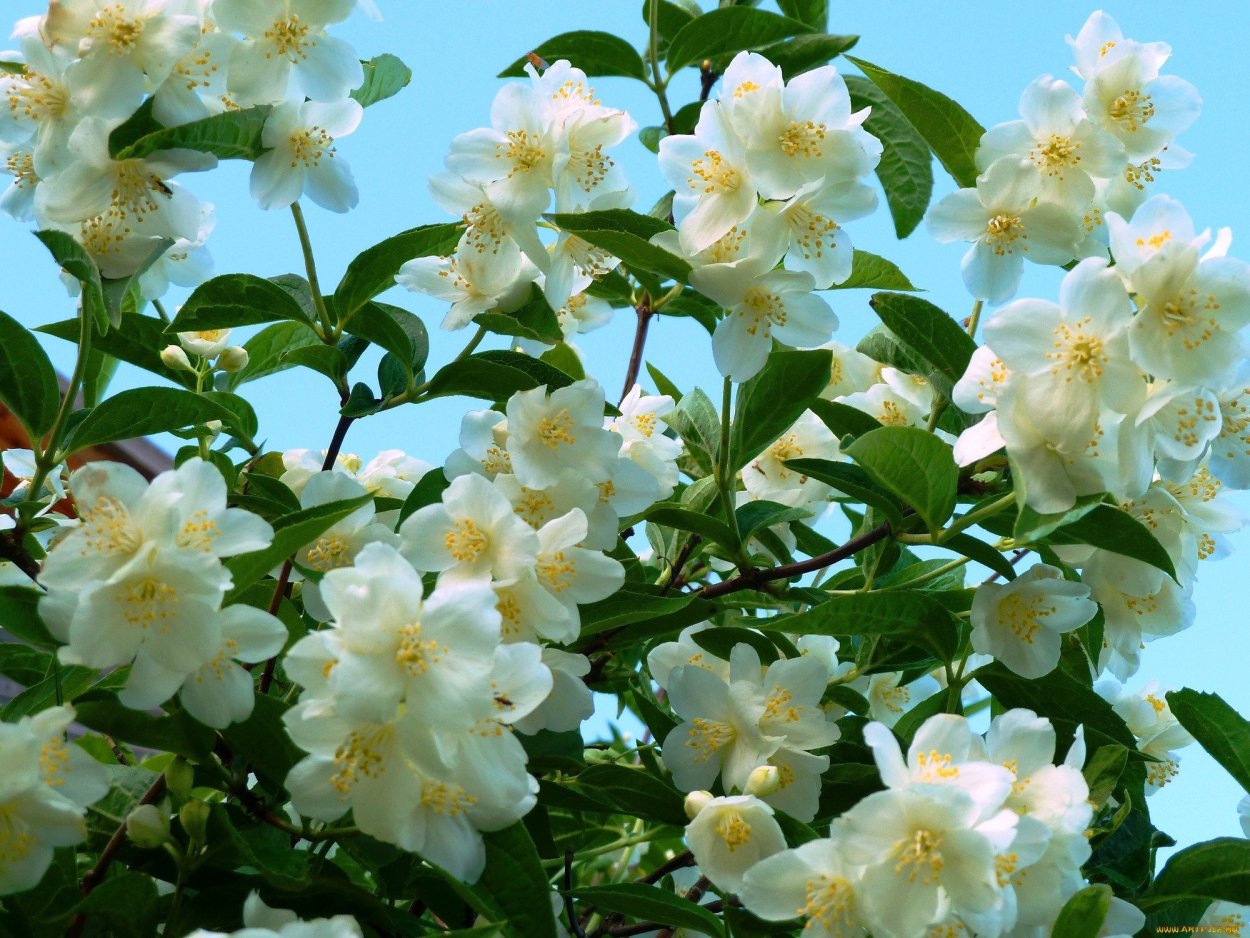 Покахонтас и Мулан