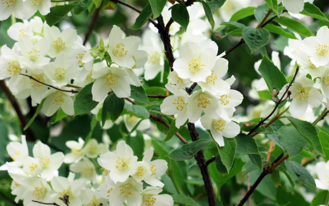 Жасмин цветок букет