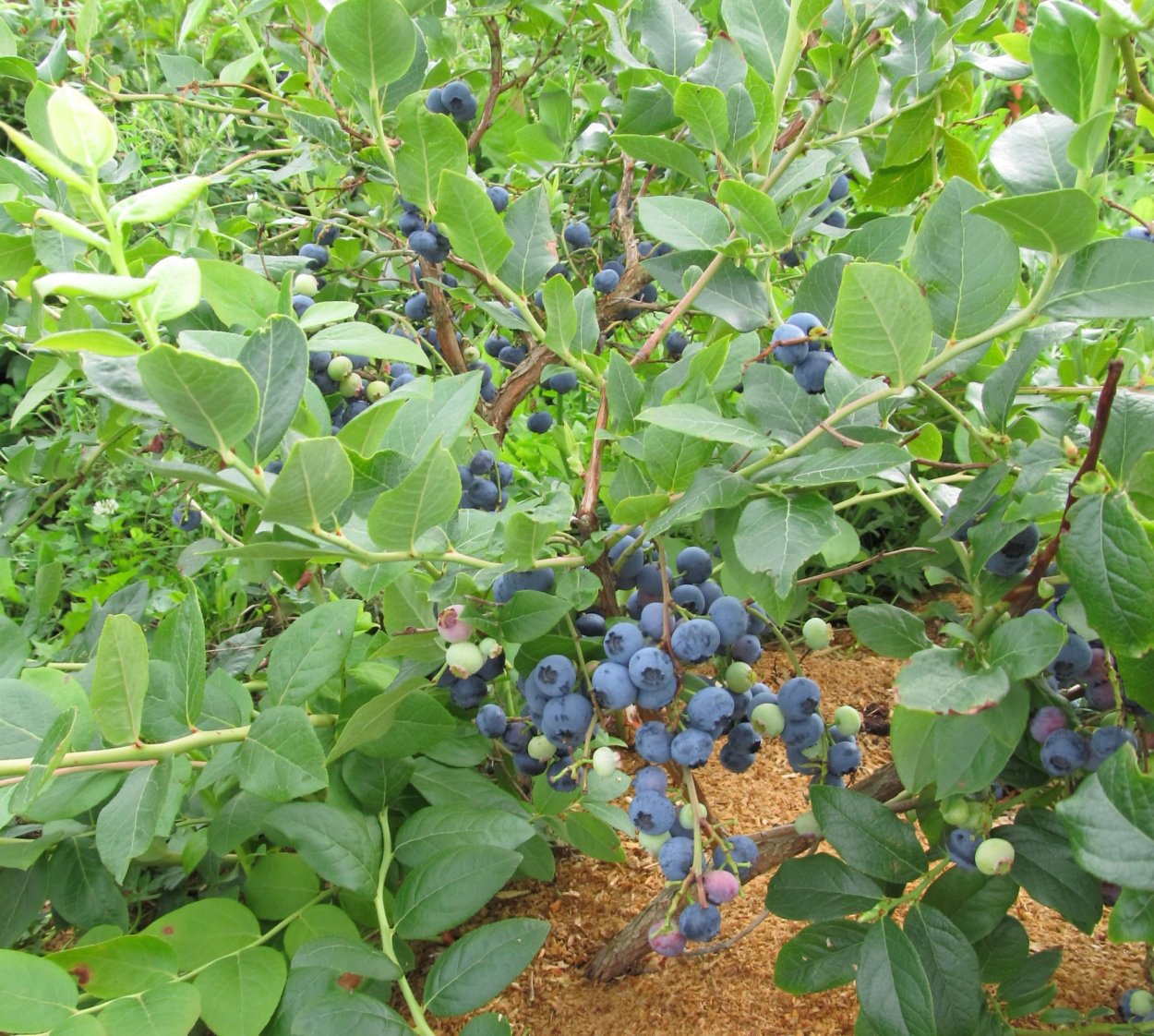 Голубика Норт Блю. Голубика Садовая. Голубика Садовая North Blue. Голубика высокорослая Нортблю.