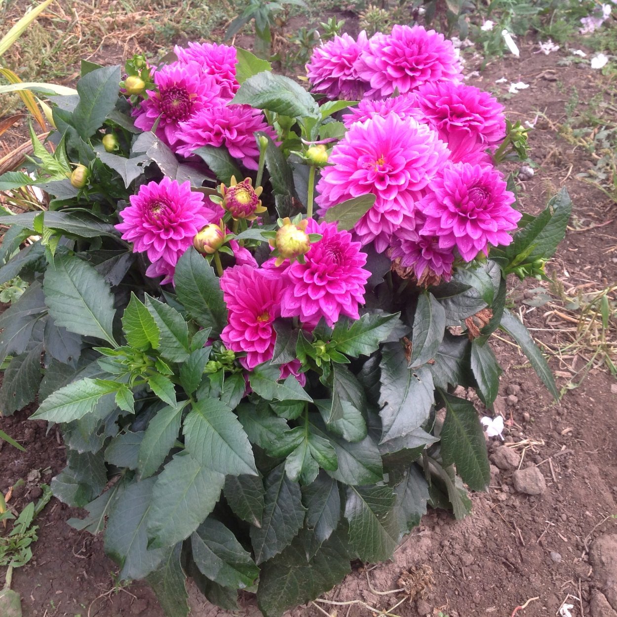 Георгин Клодетт