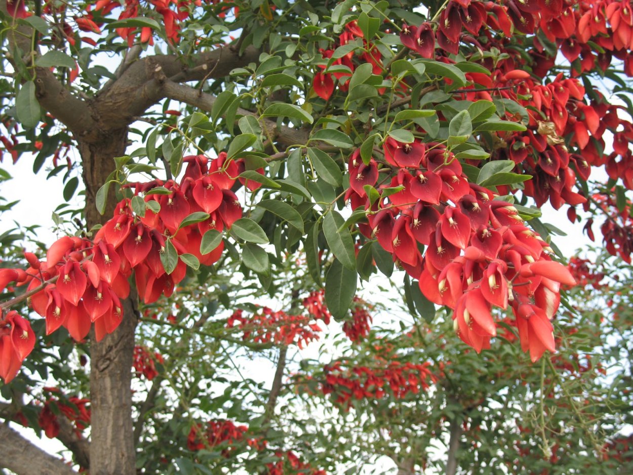 Эритрина Пурпл