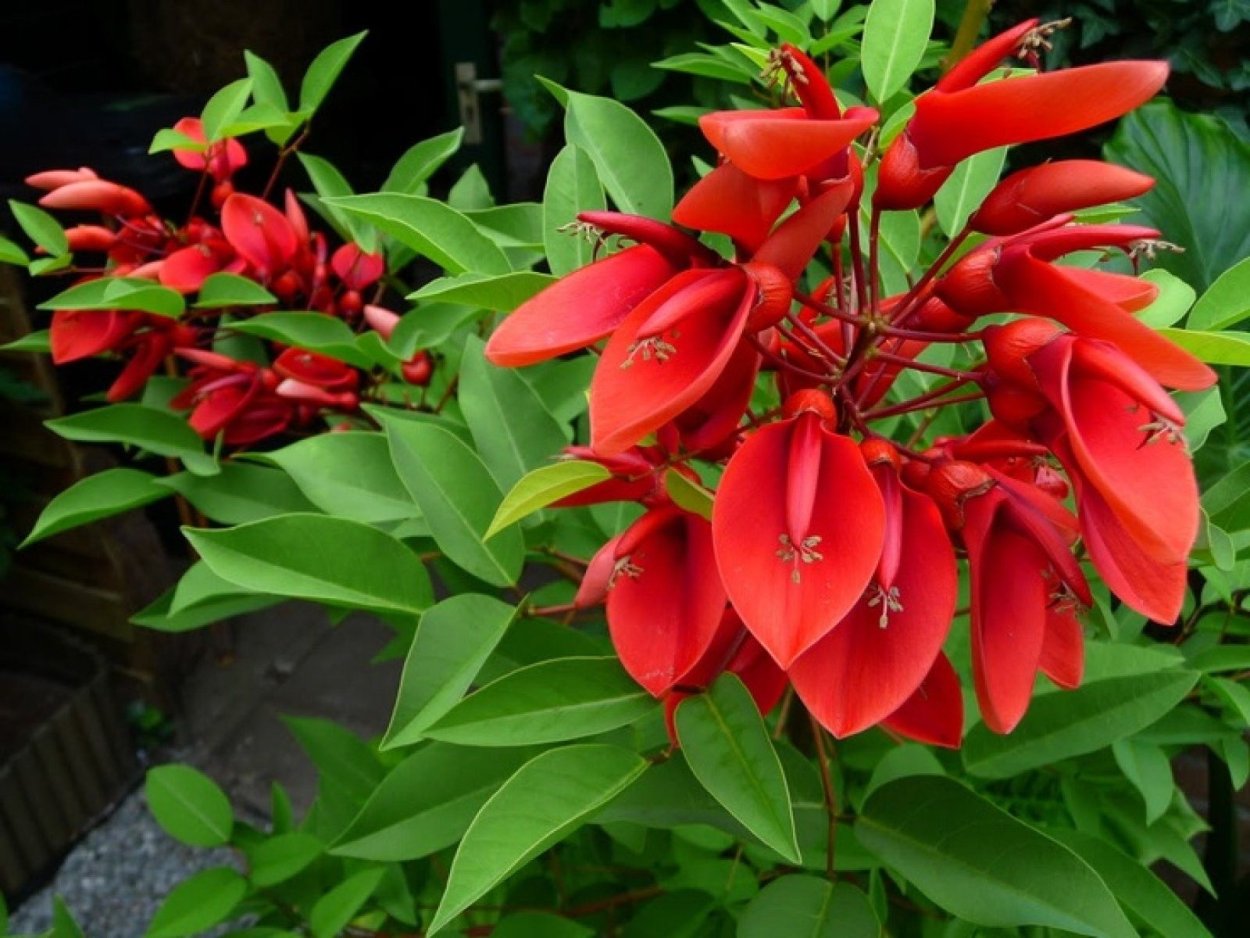 Erythrina atitlanensis