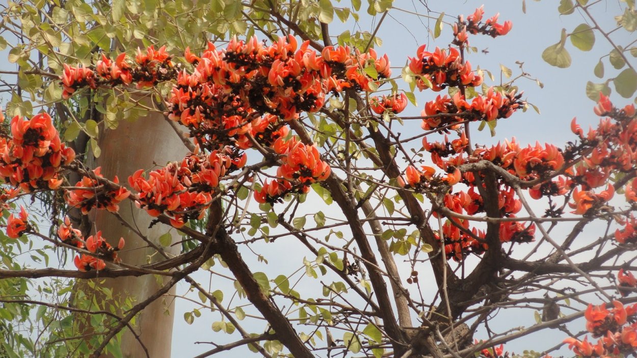 Эритрина коралловое дерево комнатное растение