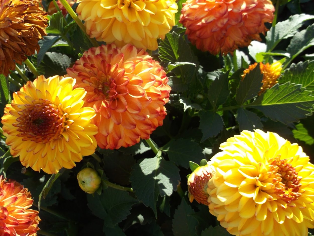 Бордюрные георгины Веселые ребята