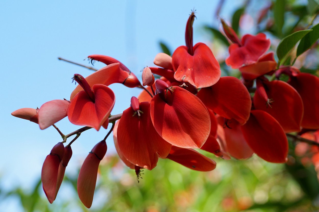 Коралловое дерево (Erythrina variegata