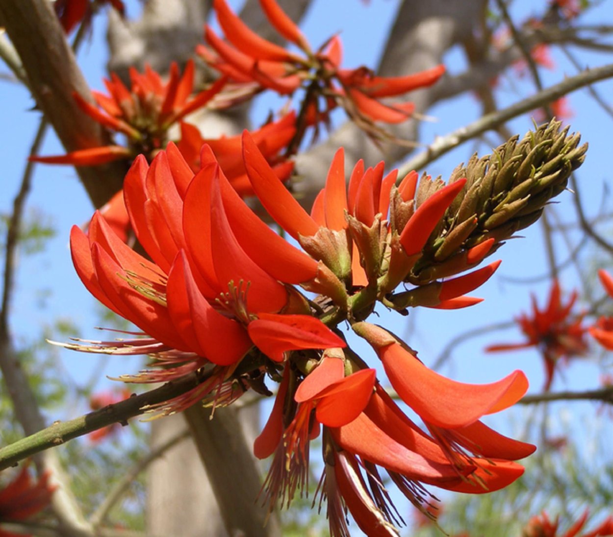 Erythrina caffra